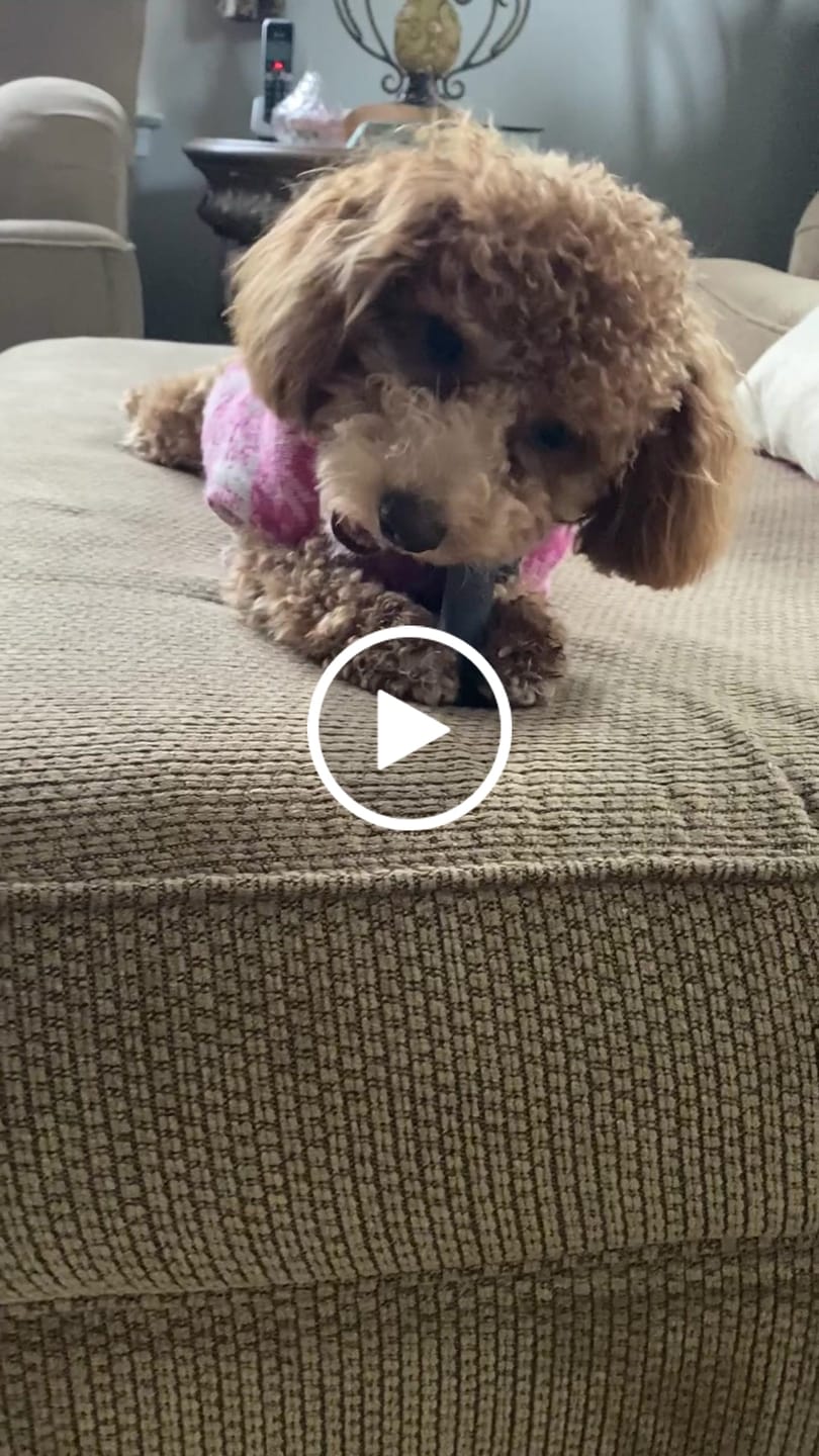 Customer video review of 6-Inch Beef Collagen Sticks