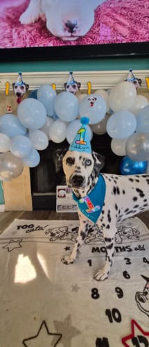 Customer photo review of Personalized Dog Party Pack