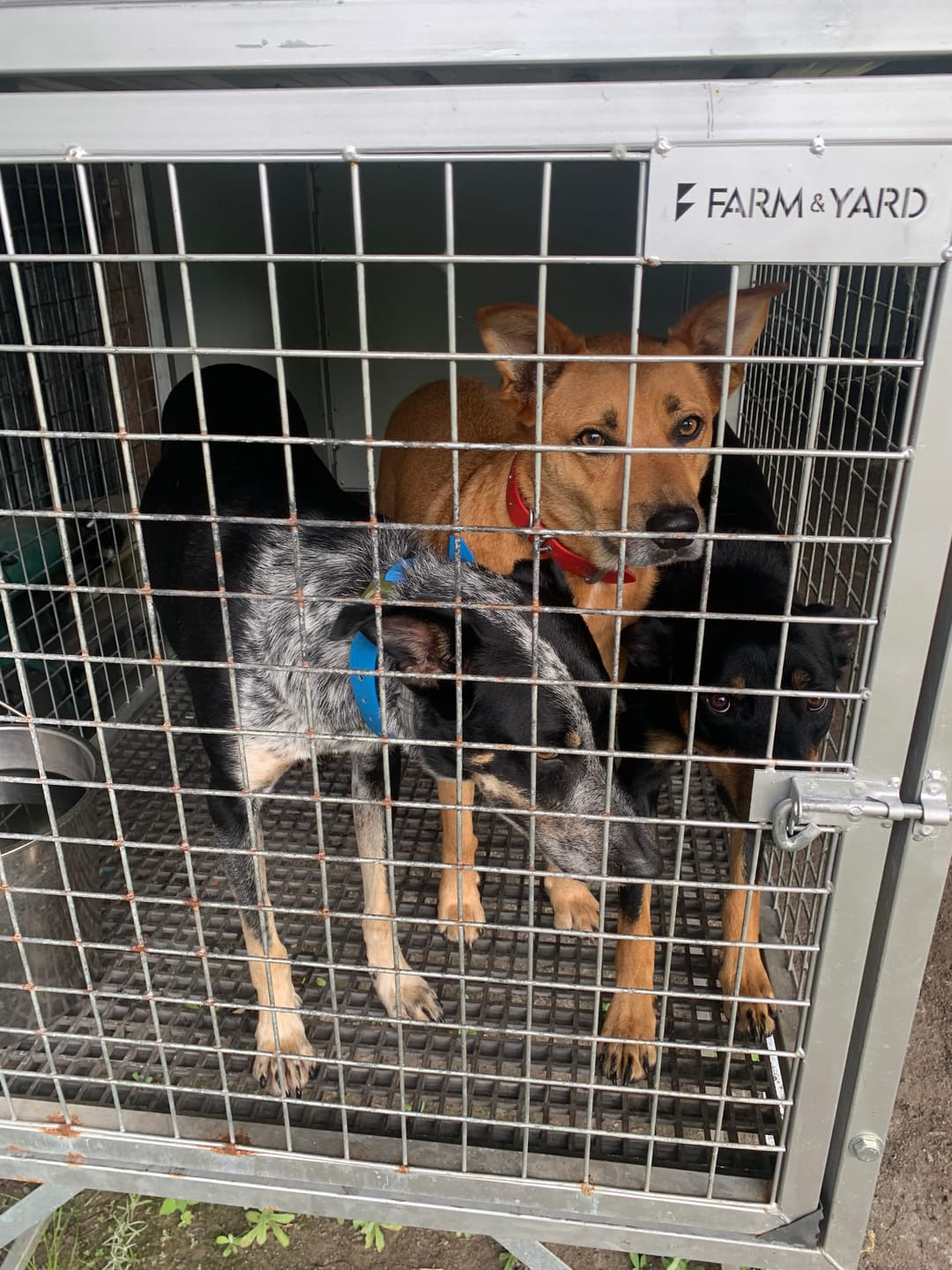 Customer photo review of Raised Safety Kennel