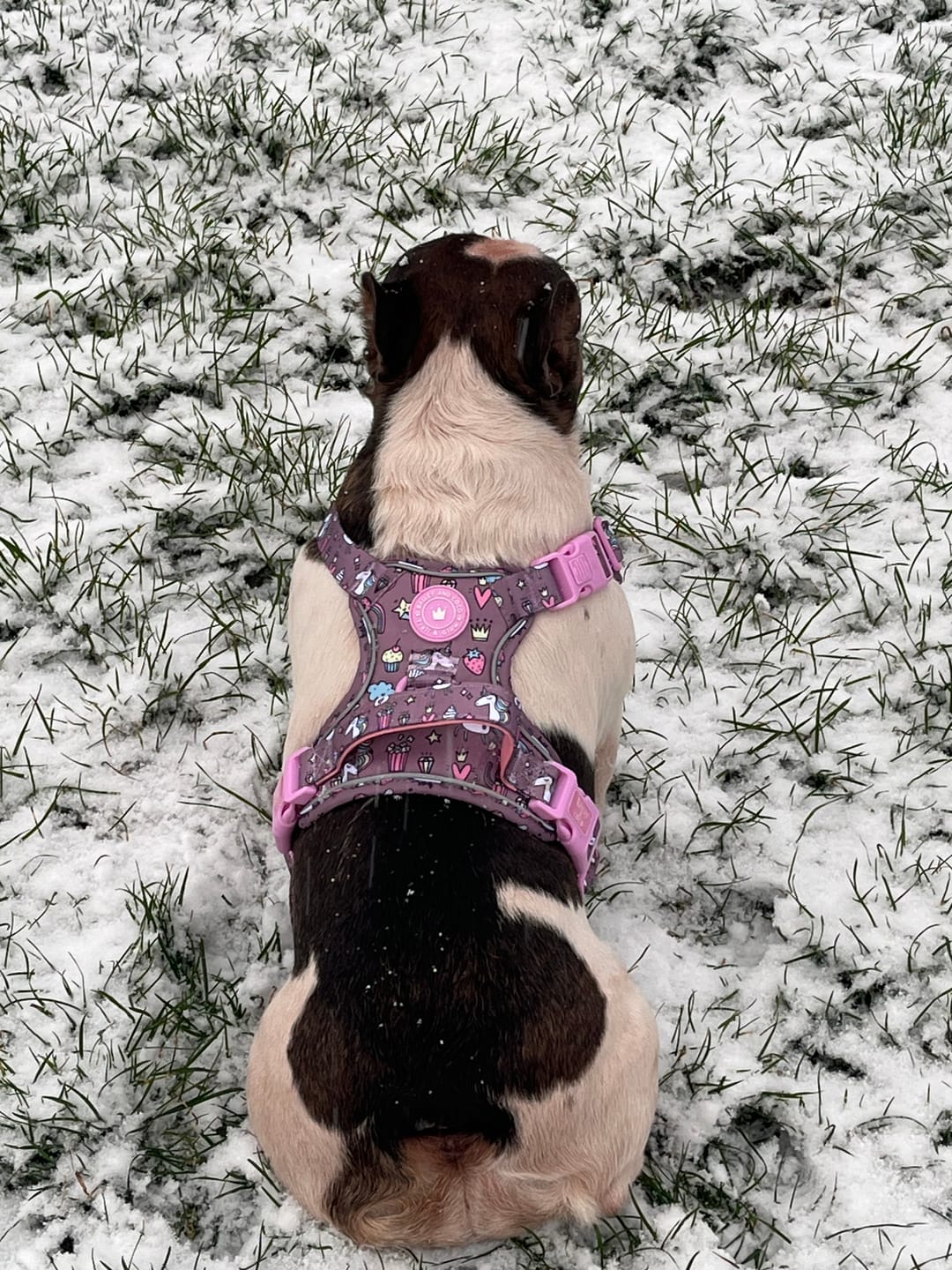 Customer photo review of Unicorn Dog Harness – Be Unique Reflective No-Pull