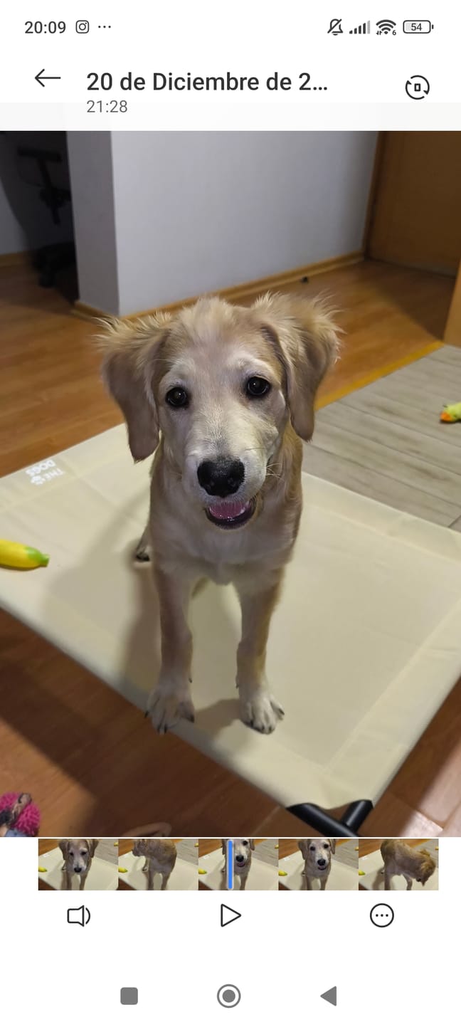 Customer photo review of Cama Elevada THE DOGS: Frescura y Ventilación