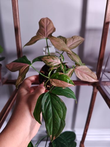 Customer holding a small Syngonium 'Pink Splash' plant with pink and green variegated leaves.