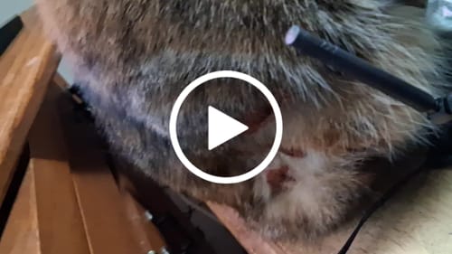 Customer video review of 2x Blisso Advanced Cat Probiotic | Cat Probiotic for Diarrhea & Kidney Support