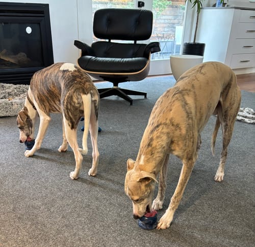 Customer photo review of Freezball - Durable Fillable Dog Chew Bone