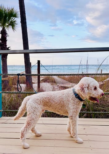 Customer photo review of WagWellies® by wagwear