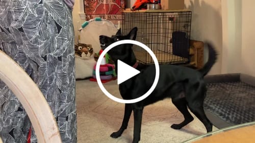 Customer video review of Ostrich Tendon Twister (16" x 2.5" x 1"): The Satisfying, All-Natural Chew for Dental Health & Joint Support