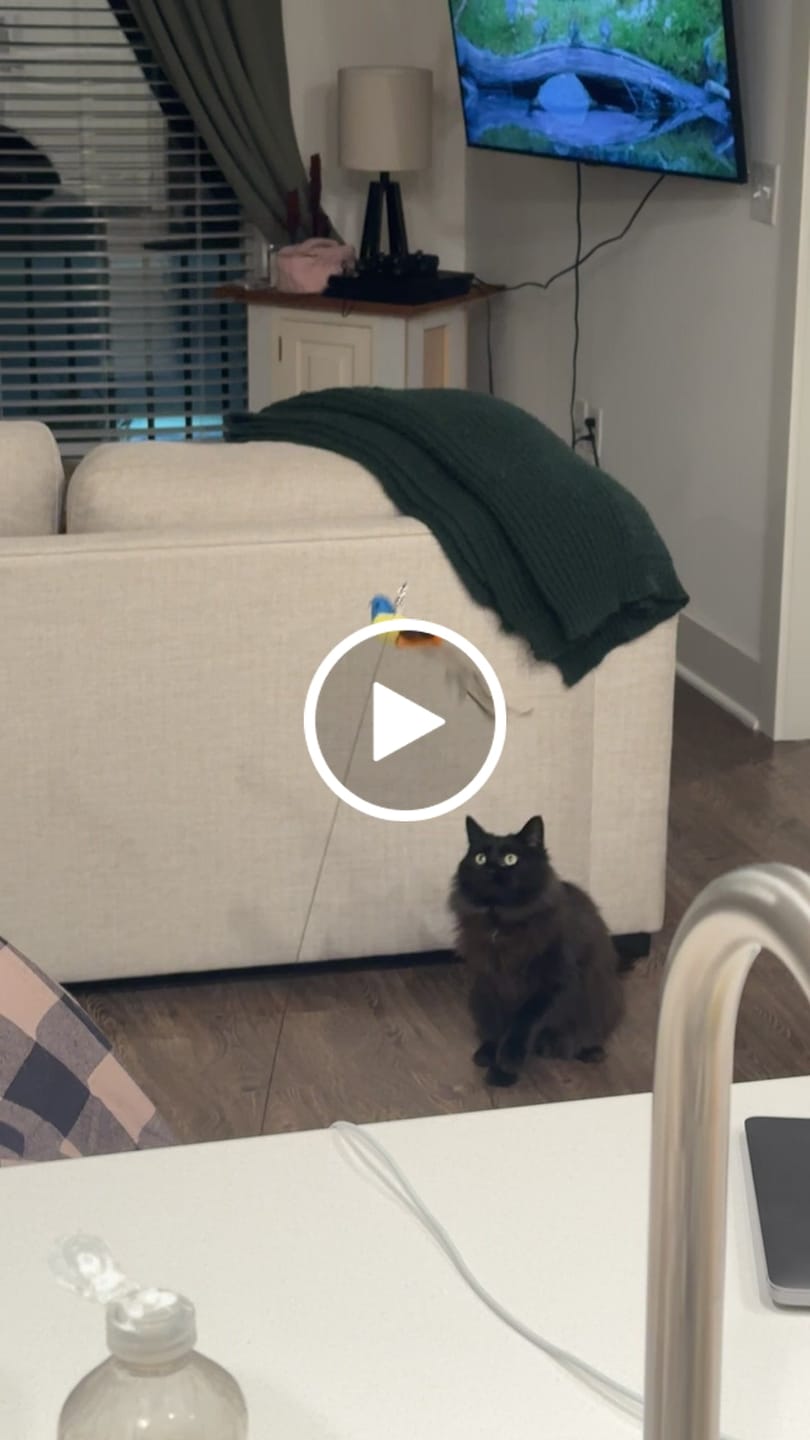 Customer video review of Interactive Bird Simulation Cat Toy Set