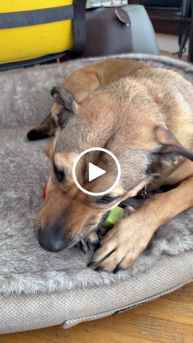 Customer video review of Himalayan Yak Chew Flavor Pack