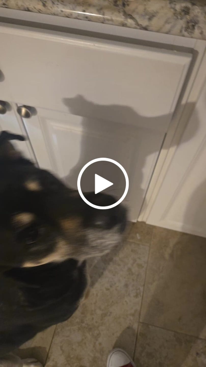 Customer video review of Organic Baked Dog Treats - Peanutty Paws