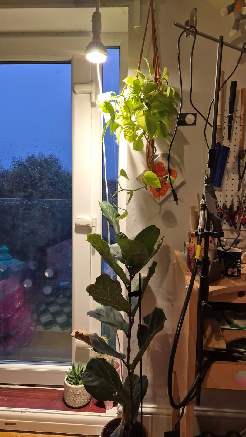 Customer photo review of Pianta Grow Light and Enna Plug-in Ceiling Pendant Bundle