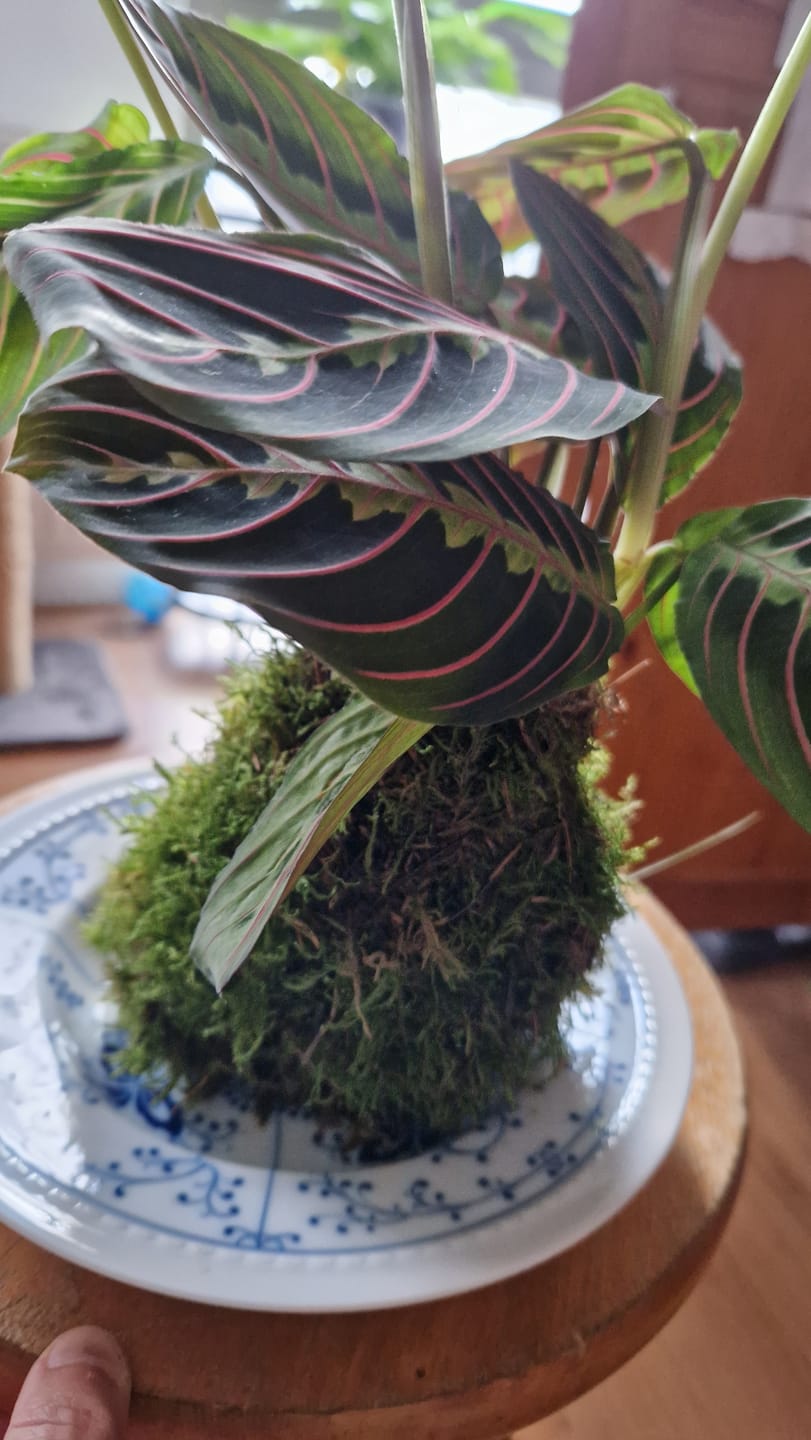 Customer photo review of Sphagnum Moss