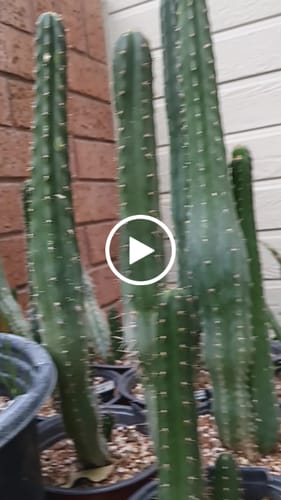 Customer video review of Bulk Non Detect Mushrooms