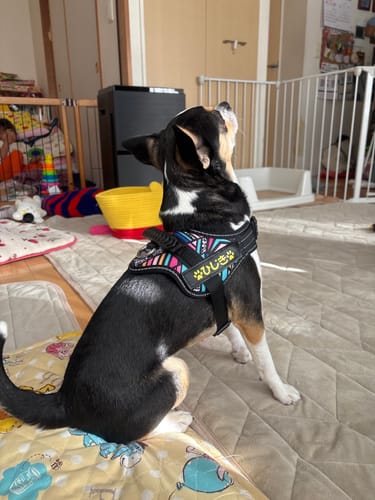Customer photo review of 【プレミアム版】FunFunPet 高機能ハーネス （お名前タグ作成サービス付き）