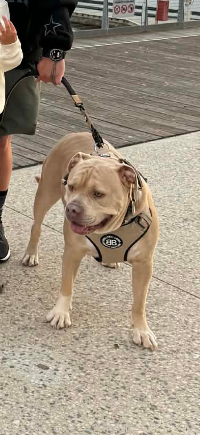 Customer photo review of Comfort Premium Harness | Non Restrictive - Tan
