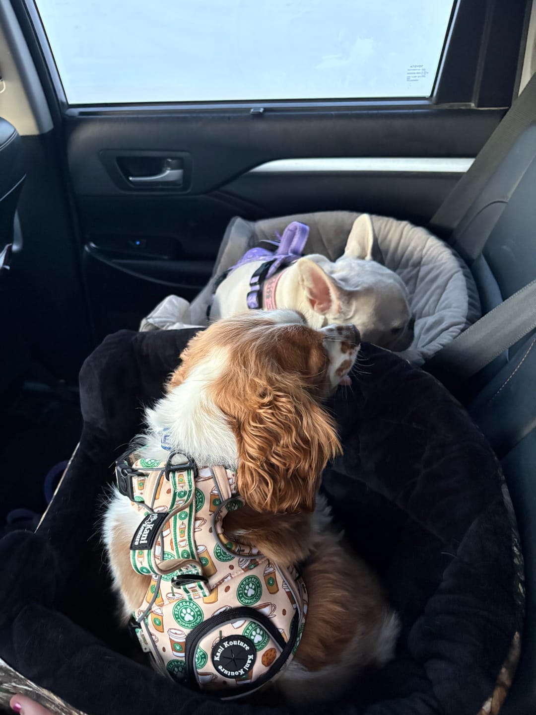 Customer photo review of Puppuccino - Adventure Harness