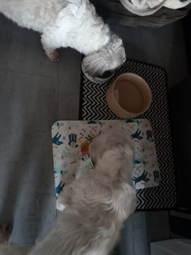 Customer photo review of Pumpkin Digestive Aid For Dogs