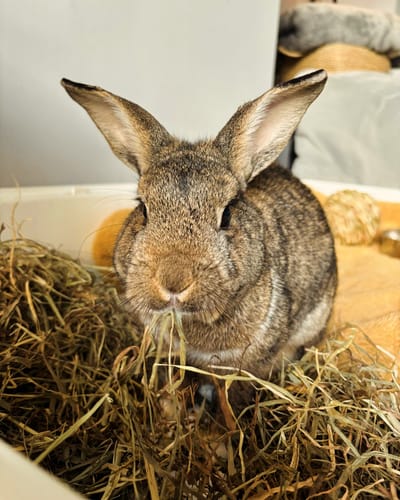 A customer's brown rabbit looks at the camera while eating from a large pile of Meadow Hay.