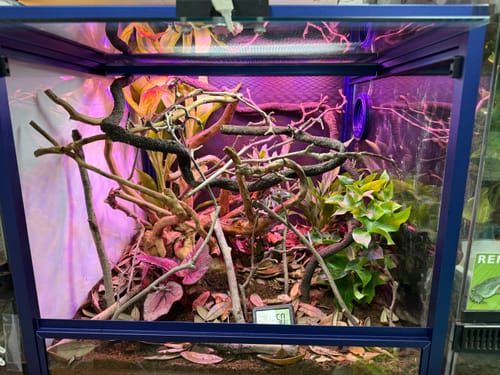 Customer photo review of 24 Gallon Reptile Enclosures 18x18x18" with Lock! Perfect for Beginner! Bottom NOT LEAKPROOF