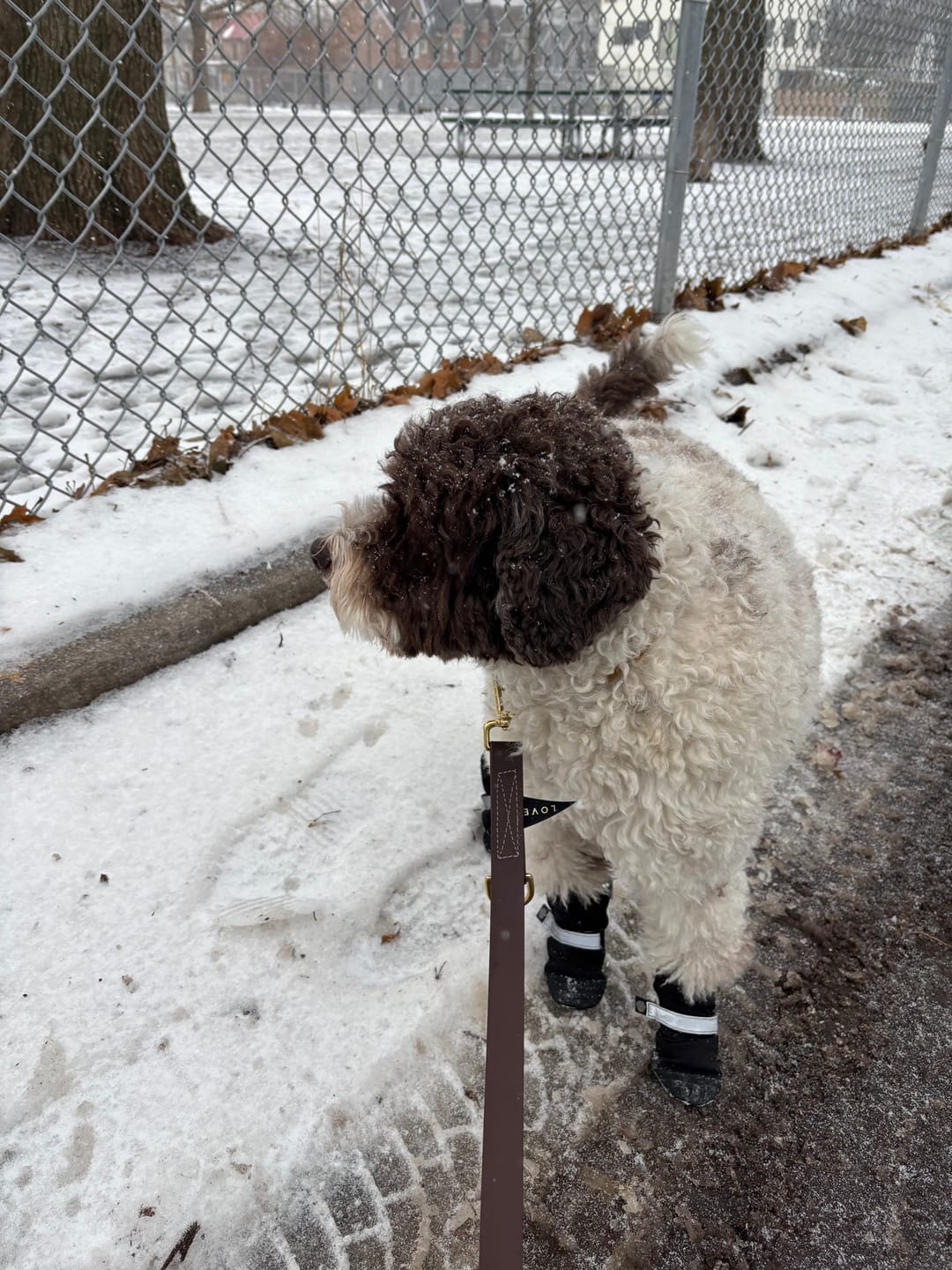 Customer photo review of New! Water Resistant Adjustable 7ft Leash, Brown | Found My Animal