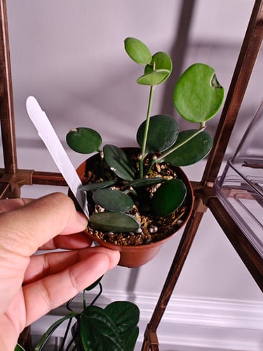 Customer's hand holding a small, healthy 'String of Coins' plant in a brown pot after arrival.