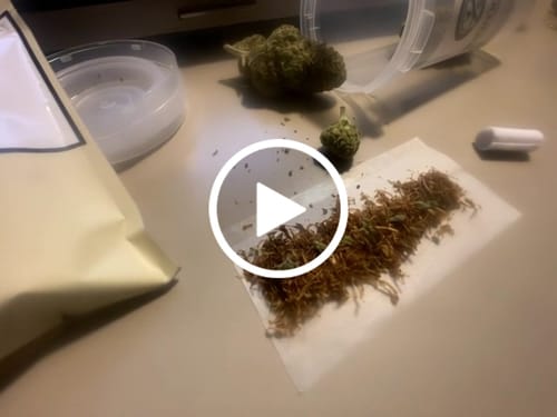 Customer video review of BANANA RUNTZ THCA FLOWER