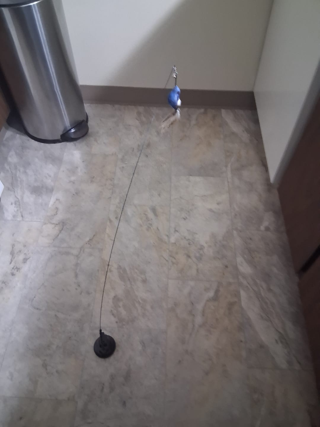 Customer photo review of Interactive Bird Simulation Cat Toy Set