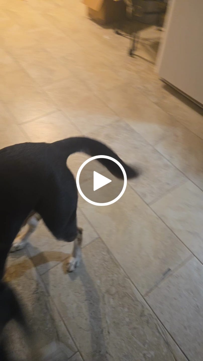 Customer video review of Freeze Dried Dog Treats - Salmon Puffs