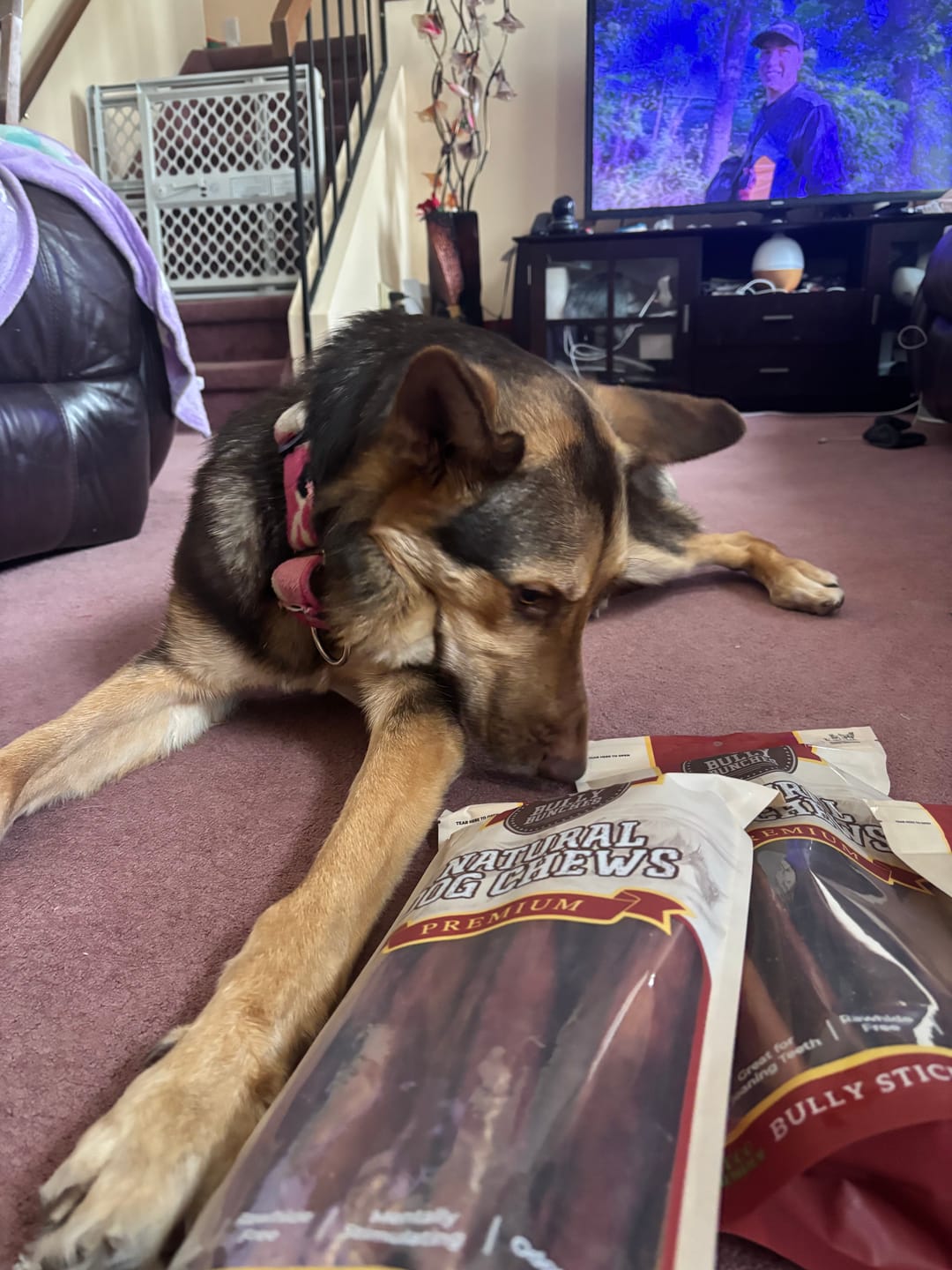 Customer photo review of 12 Inch Thick Braided Bully Stick