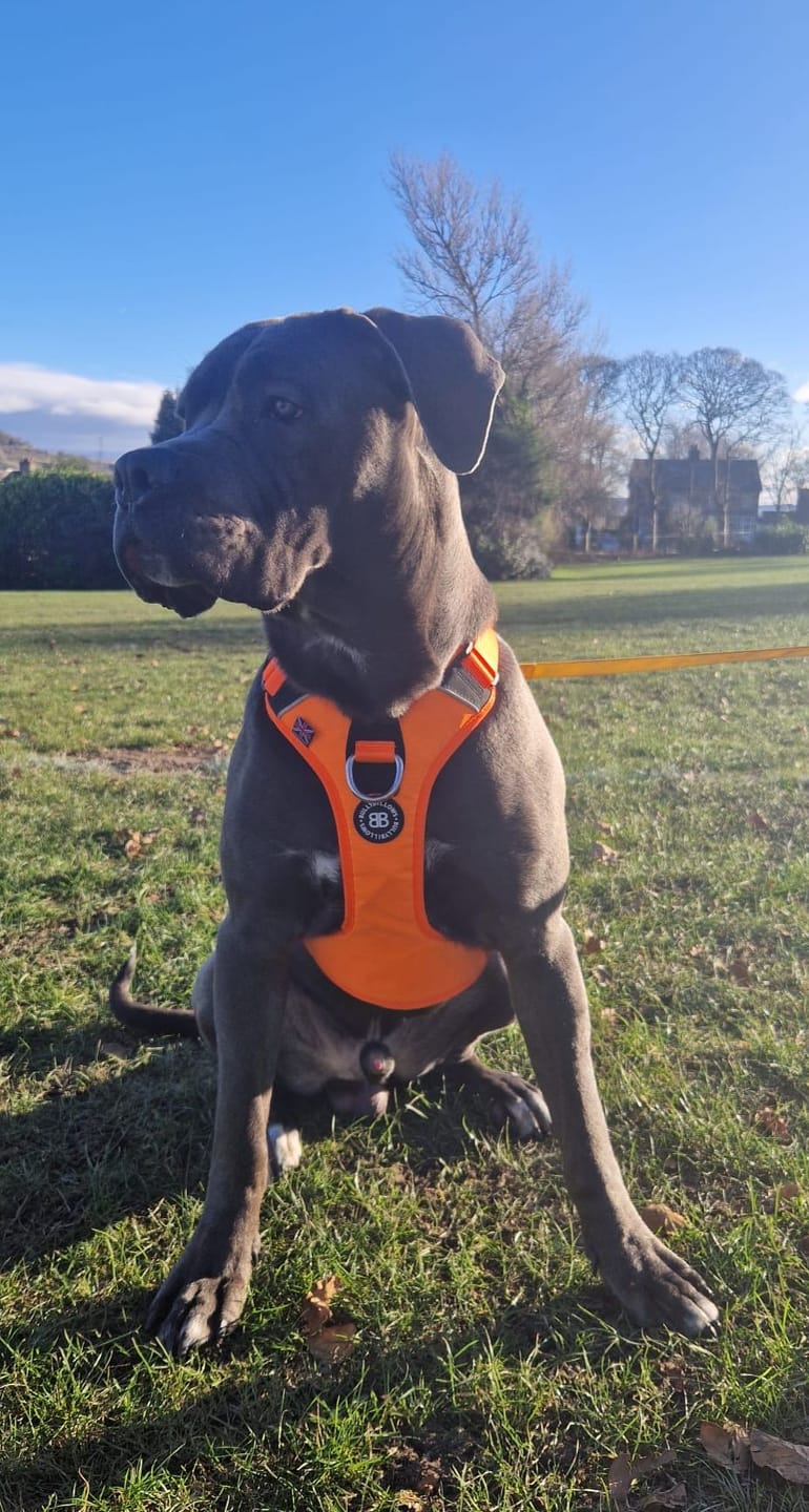Customer photo review of Anti Pull Hurricane Harness Lighter | With Handle - Orange