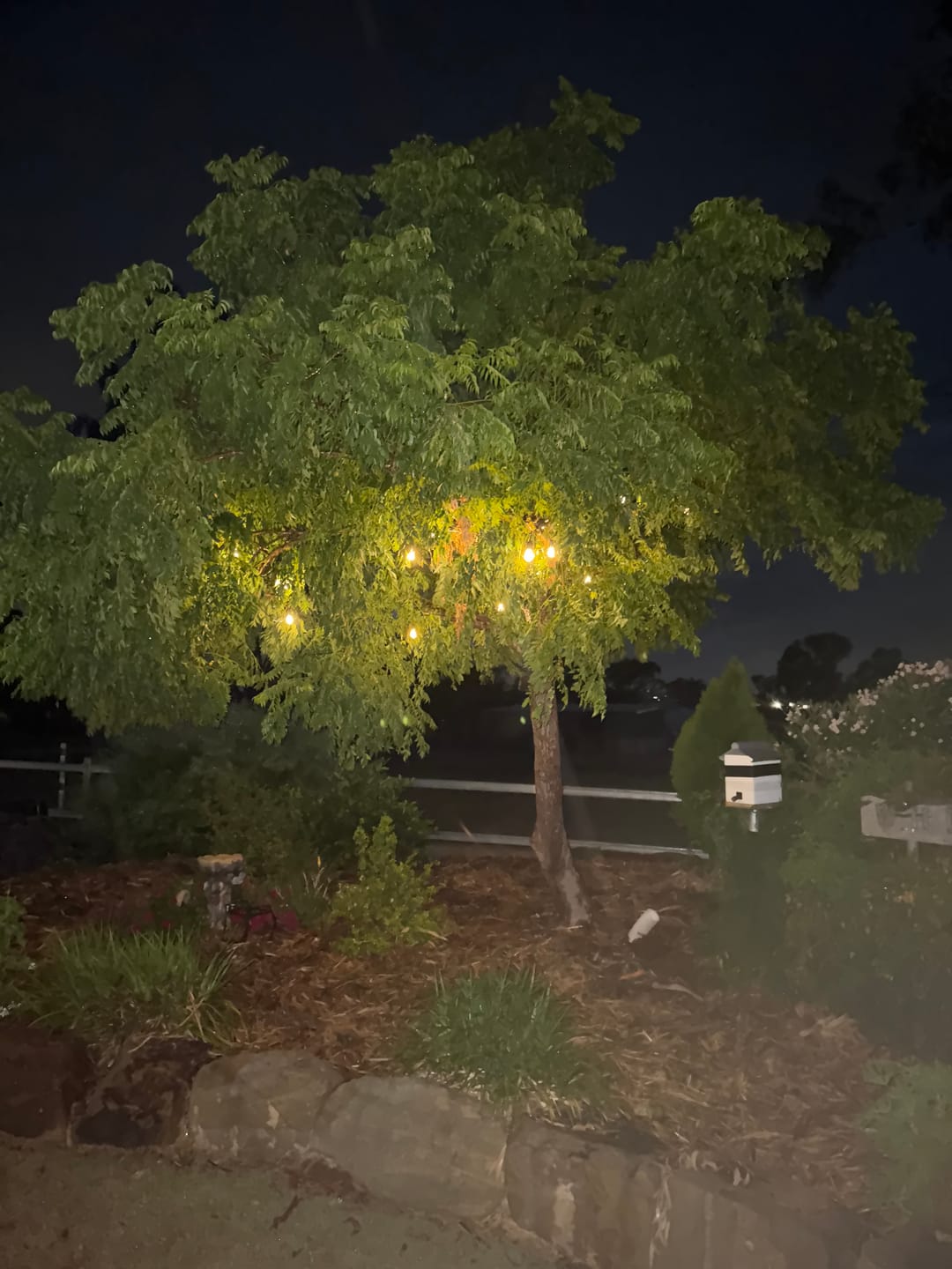 Customer photo review of Solar Festoon Light Replacement Bulbs (5 Pack)
