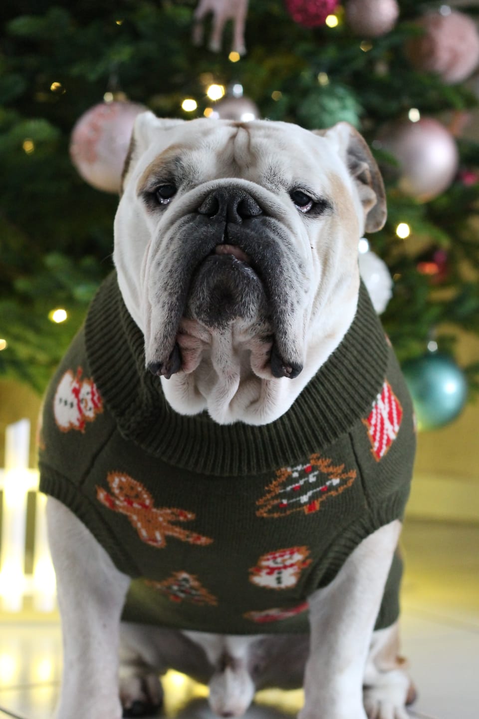 Customer photo review of Christmas Knit Dog Sweater - Gingerbread
