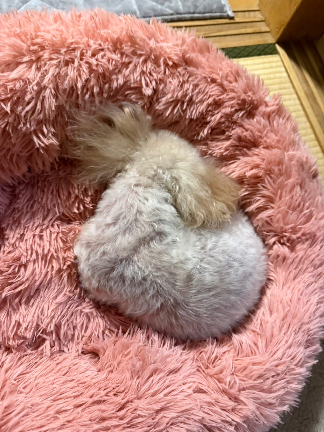 Customer photo review of 替えカバー（日本製クッションベッド専用）