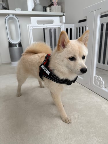Customer photo review of 【プレミアム版】FunFunPet 高機能ハーネス （お名前タグ作成サービス付き）