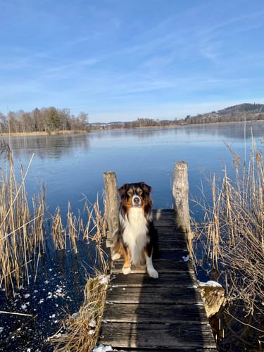Kundenfoto: Ein Australian Shepherd, der Nature Protect bekommt, sitzt auf einem Holzsteg an einem gefrorenen See.