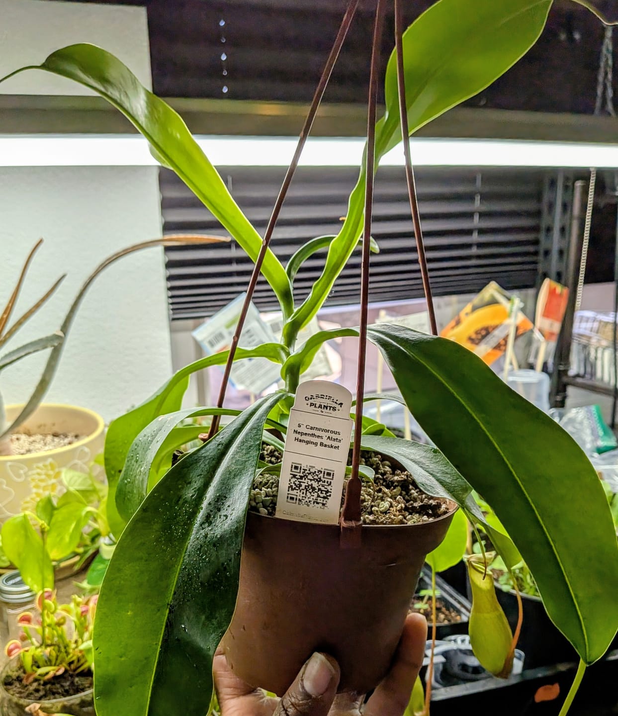 Customer photo review of Carnivorous Nepenthes 'Alata'