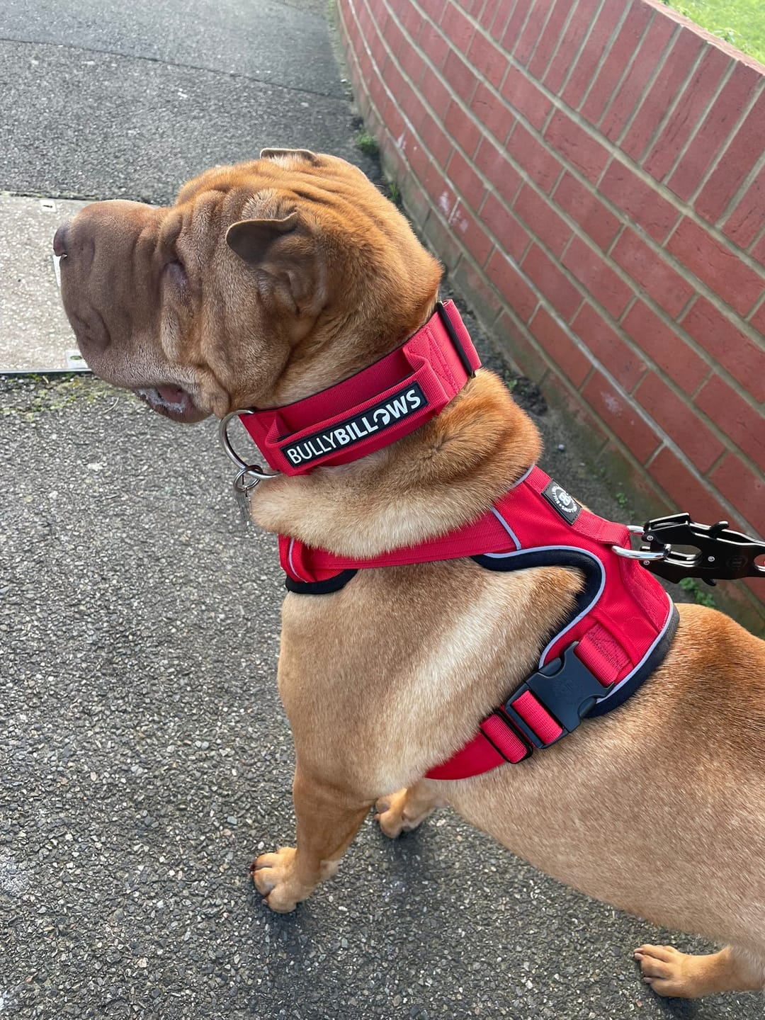 Customer photo review of 5cm Combat® Collar | With Handle & Secure Clip - Red