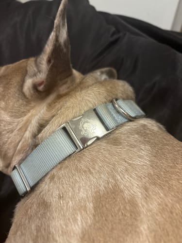 Customer photo review of Mystery Box - Dog