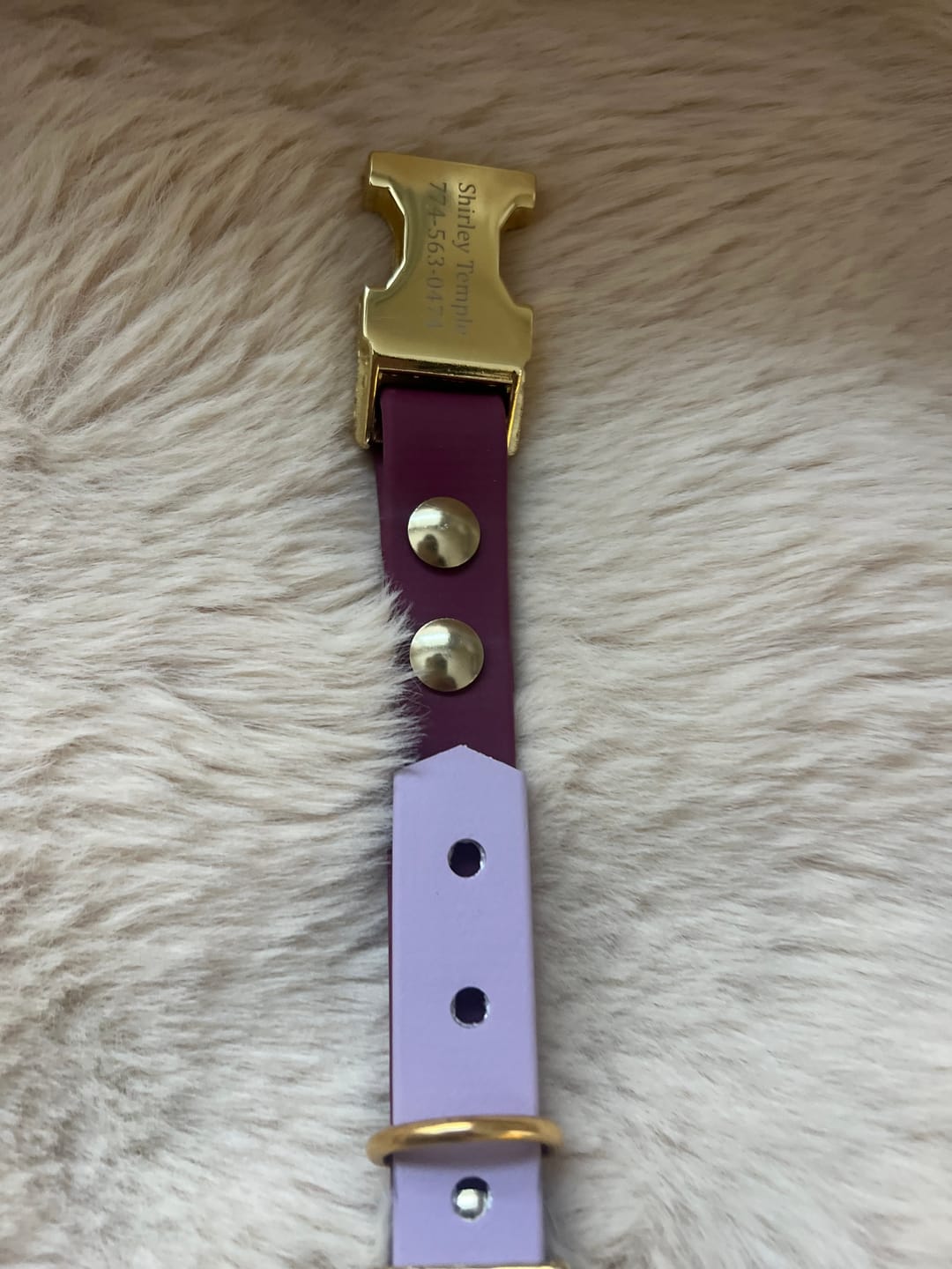 Customer photo review of Waterproof Quick Release Buckle Dog Collar | Built with BioThane®