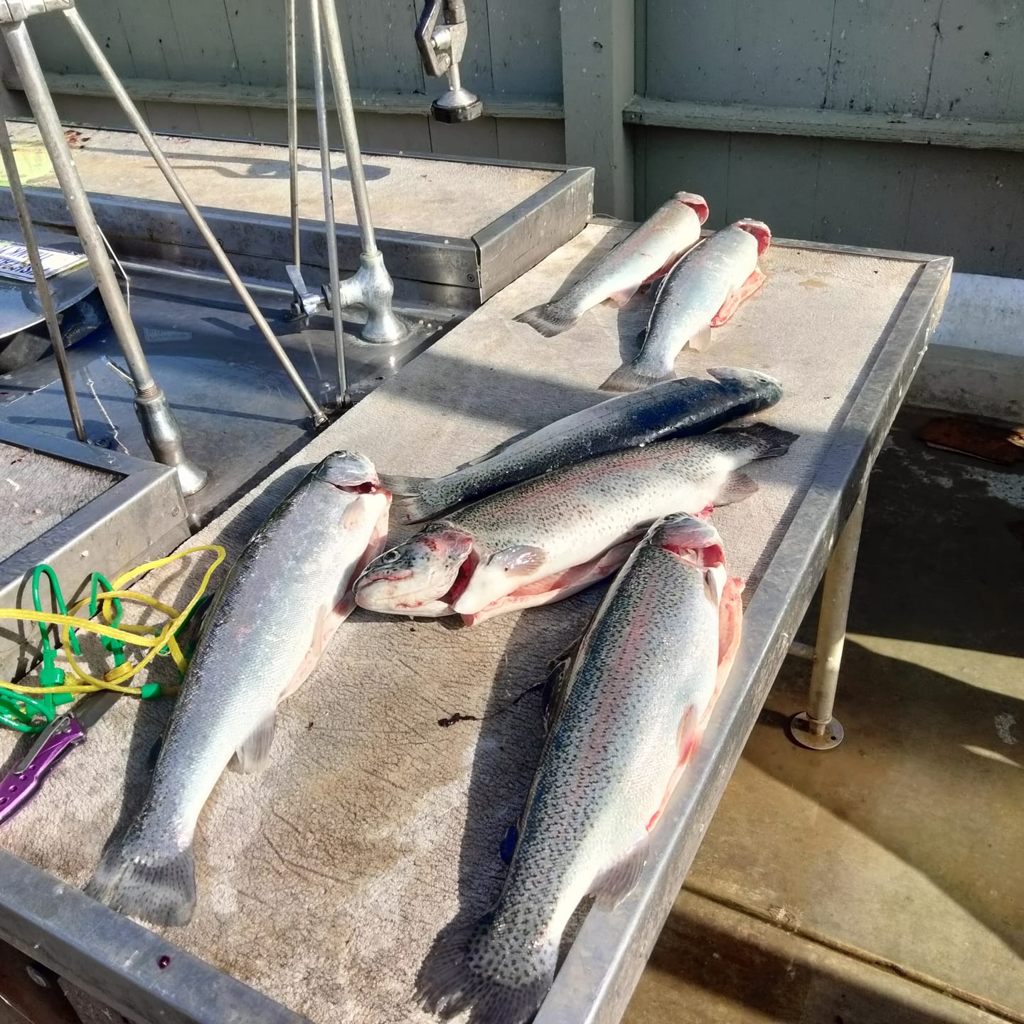 Customer photo review of Trix Minnows - 5 pack