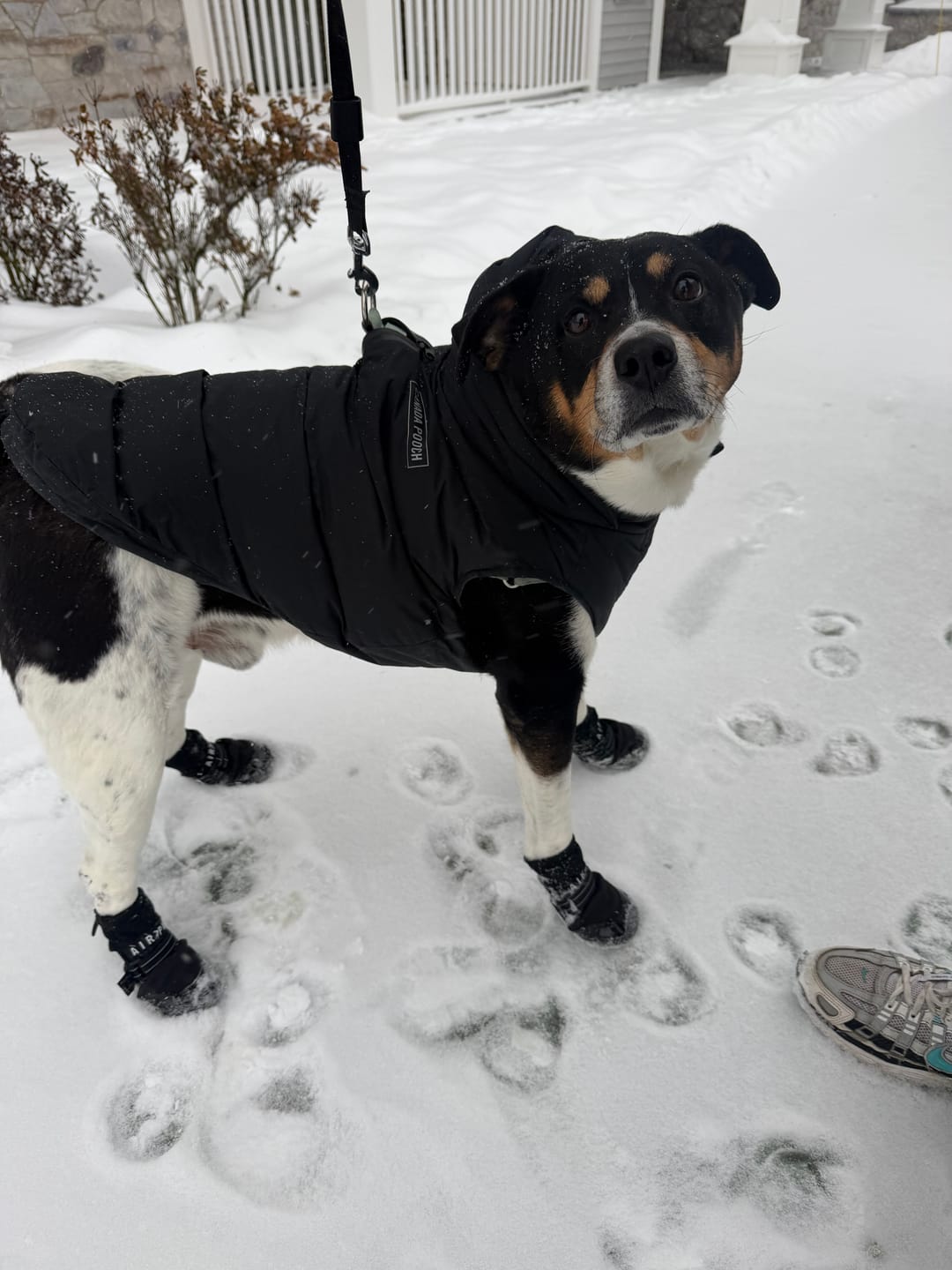 Customer photo review of AIR PUP DOG BOOTS - SET OF 4