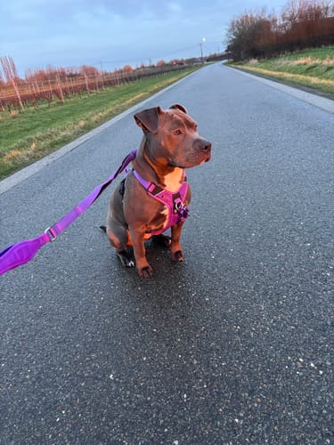 Customer photo review of Anti Pull Hurricane Harness Lighter | With Handle - Purple