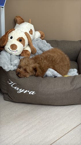 Customer photo review of Se hai richiesto il ricamo questo è il suo costo (NON RIMUOVERE)