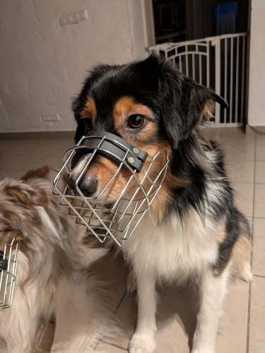 Customer photo review of Maulkorbberatung (online)