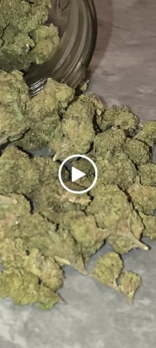 Customer video review of White Nerds - Bulk - Hybrid