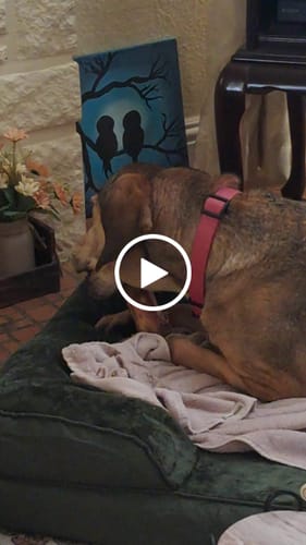 Customer video review of Smoked Beef Marrow Bone