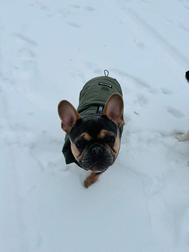 A reviewer's French bulldog wearing the olive WarmShield Water-Resistant Jacket while standing in the snow.