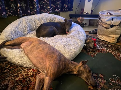 Customer photo review of GIANT Super Plush Donut Bed