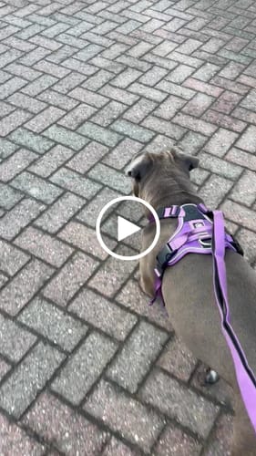 Customer video review of Ladder Combat® Multiple Handles Lead - Purple