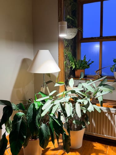 Customer photo review of Claria Grow Light Pendant