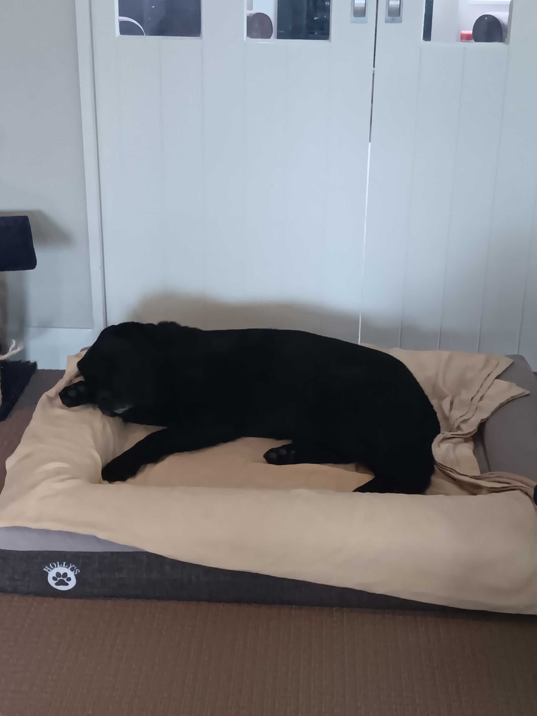 Customer photo review of Orthopaedic Memory Foam Bed